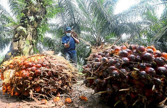 Anh sẵn sàng dỡ bỏ thuế nhập khẩu trong quá trình hoàn tất các điều khoản gia nhập CPTPP