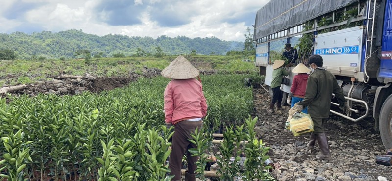 Longform|Đắk Nông: Nữ giám đốc với thành quả ngọt ngào trên đá núi lửa