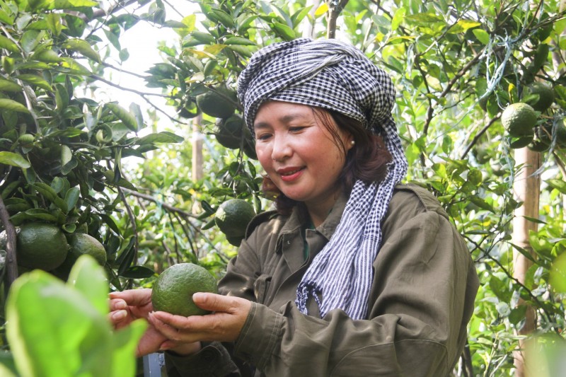 Longform|Đắk Nông: Nữ giám đốc với thành quả ngọt ngào trên đá núi lửa