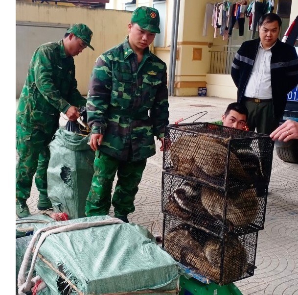 Cao Bang: Bat giu doi tuong van chuyen trai phep 72 ca the cay voi hinh anh 1