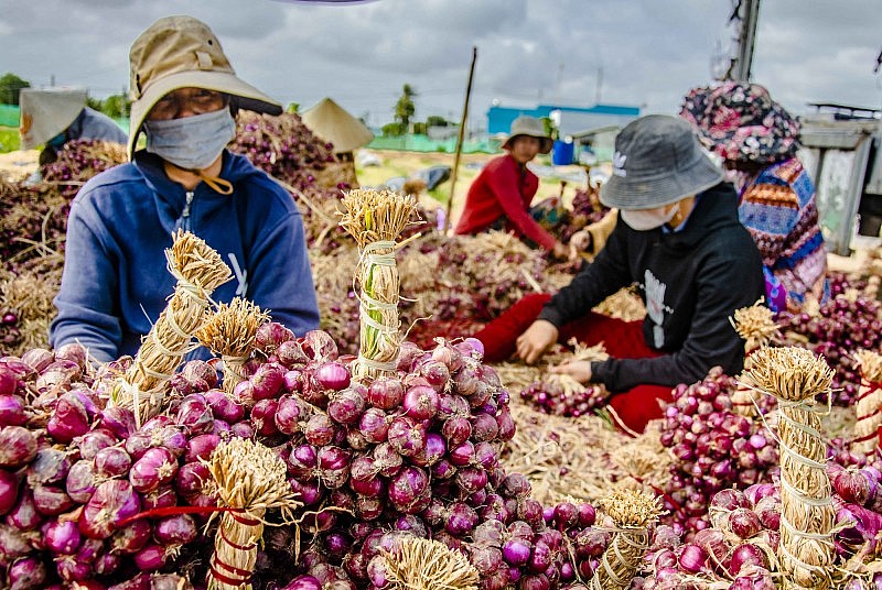 Hành tím là một trong những cây trồng đặc sản của tỉnh Sóc Trăng