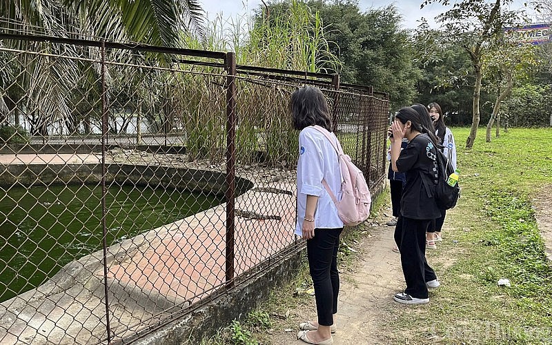 Nghệ An: Đàn cá sấu nuôi trong chuồng xuống cấp ở công viên khiến người dân lo lắng
