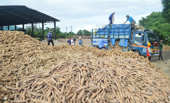 Trung Quốc nhập khẩu sắn của Việt Nam để làm gì?