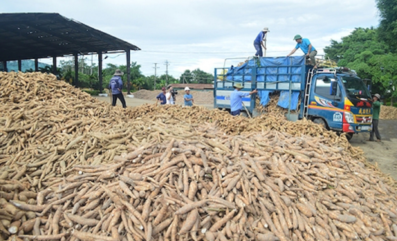 Trung Quốc l&amp;agrave; thị trường xuất khẩu sắn lớn nhất của Việt Nam. Ảnh minh họa