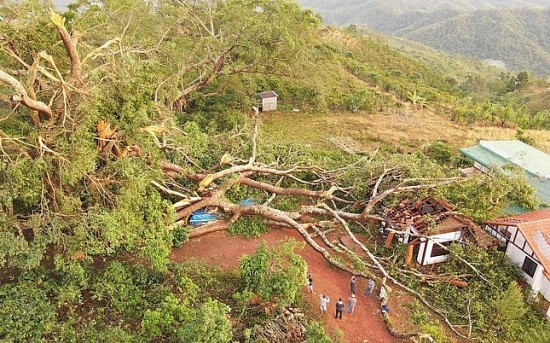 Đắk Nông: Cây đa di sản hơn 200 tuổi ở Tà Đùng gãy đổ