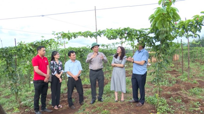 Công ty Nafoods đã thực hiện liên kết với 22 hợp tác xã trên địa bàn tỉnh Gia Lai, phát triển được trên 1.000 ha chanh leo với trên 850 hộ nông dân tham gia.