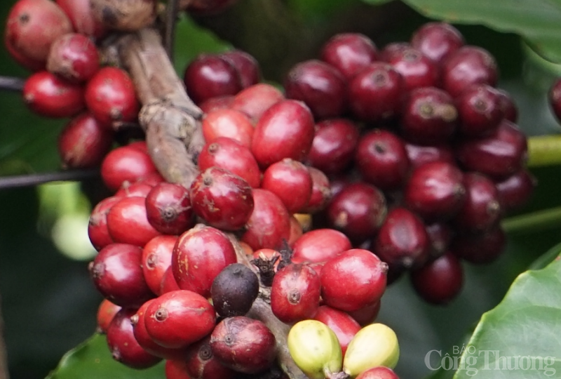 Giá cà phê hôm nay, ngày 3/4: Giá cà phê đầu tuần cao nhất 48.600 đồng/kg