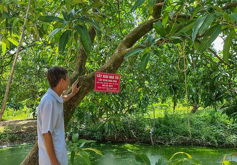 Mô hình “Cây xoài nhà tôi”, một trong những hình thức kinh doanh sáng tạo của nhà vườn tỉnh Đồng Tháp