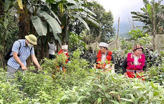 Trồng và phát triển dược liệu: Giải pháp sinh kế cho đồng bào dân tộc thiểu số, miền núi