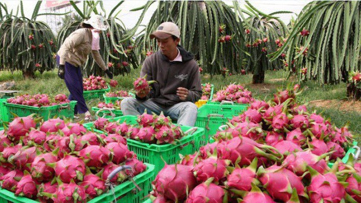 FTA Việt Nam - Israel: Mở ra "cánh cửa" cho hoạt động xuất nhập khẩu của Việt Nam