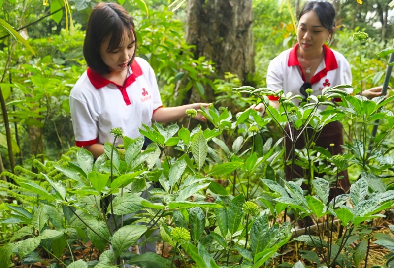 Quảng Nam: Hỗ trợ đồng bào dân tộc sản xuất dược liệu theo chuỗi giá trị