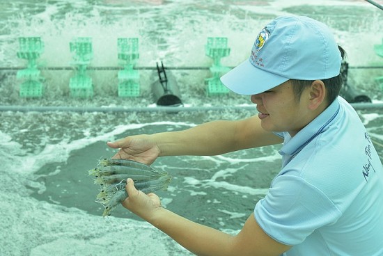 Giá tôm nguyên liệu đang ở mức thấp nhất kể từ đầu năm 2023