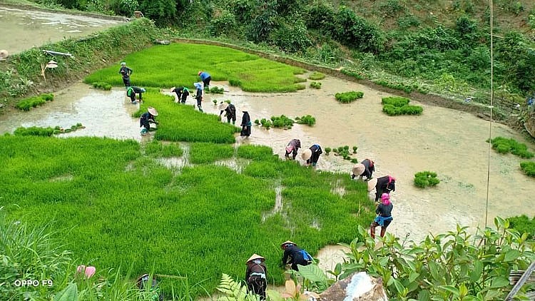 Lào Cai: Vùng cao Bắc Hà vào mùa trồng cấy