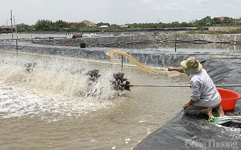 Nghệ An: Giá thức ăn tăng cao, người nuôi tôm gặp khó