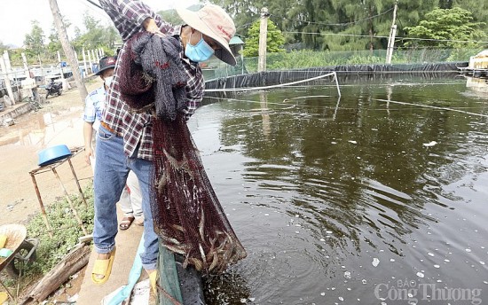 Nghệ An: Giá thức ăn tăng cao, người nuôi tôm gặp khó