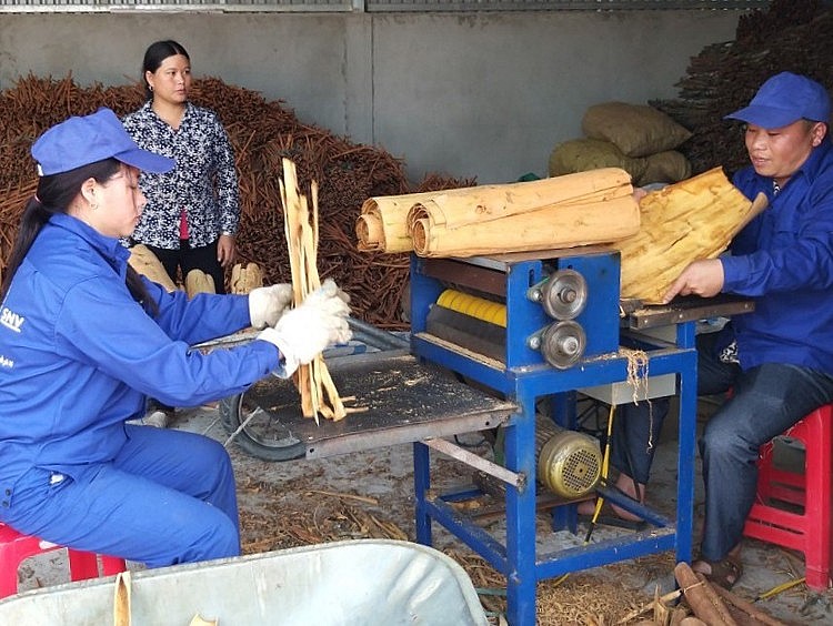 Các hộ trồng quế trong xã Nậm Đét đã đưa máy móc vào sơ chế quế tạo ra các sản phẩm có giá trị cao