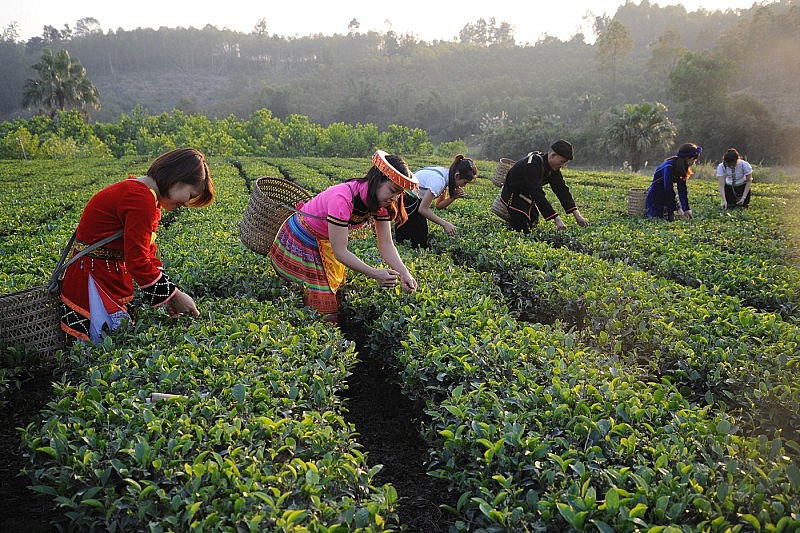 Gắn kết du lịch và tiêu thụ hàng hoá nông sản miền núi: Phải 