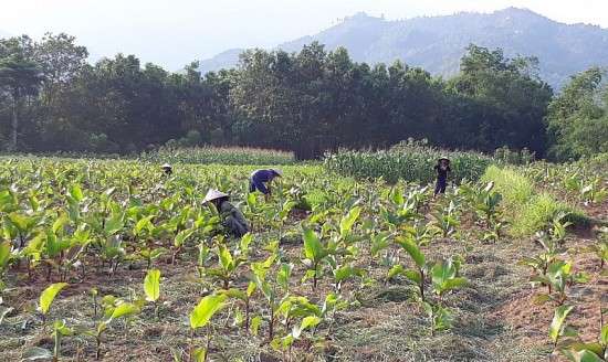 Bình Liêu (Quảng Ninh): Nâng cao giá trị cây dong riềng