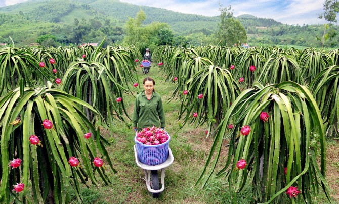 Vĩnh Phúc: Ưu tiên xúc tiến thương mại, quảng bá sản phẩm OCOP