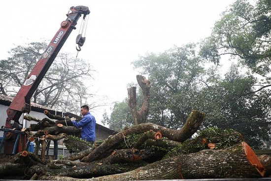 Lô gỗ sưa từng được định giá 146 tỷ đồng nay đã mất giá một nửa