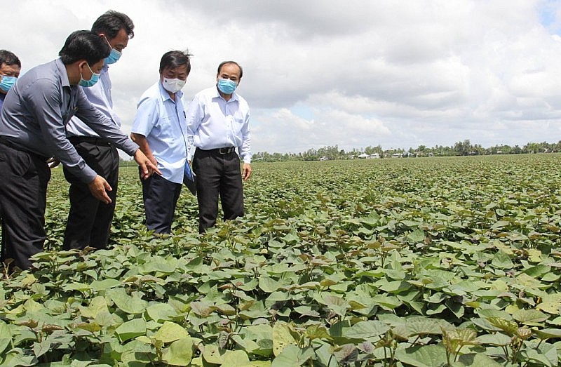 Chuyến khoai lang đầu tiên của Vĩnh Long được xuất chính ngạch sang Trung Quốc