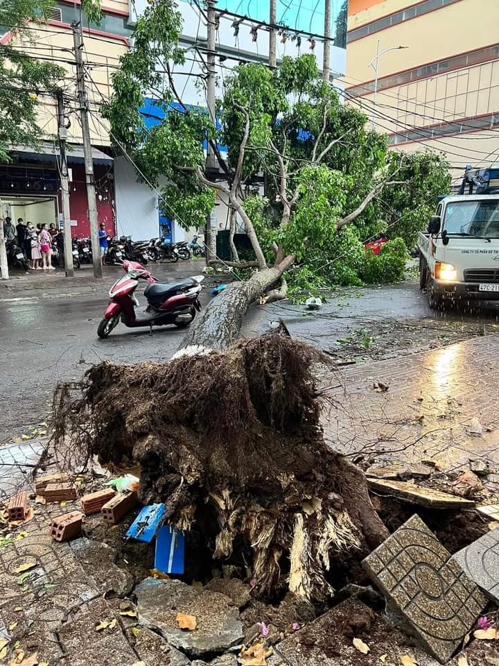 Đắk Lắk: Cây lớn bất ngờ ngã đổ làm 1 phụ nữ bị thương nặng