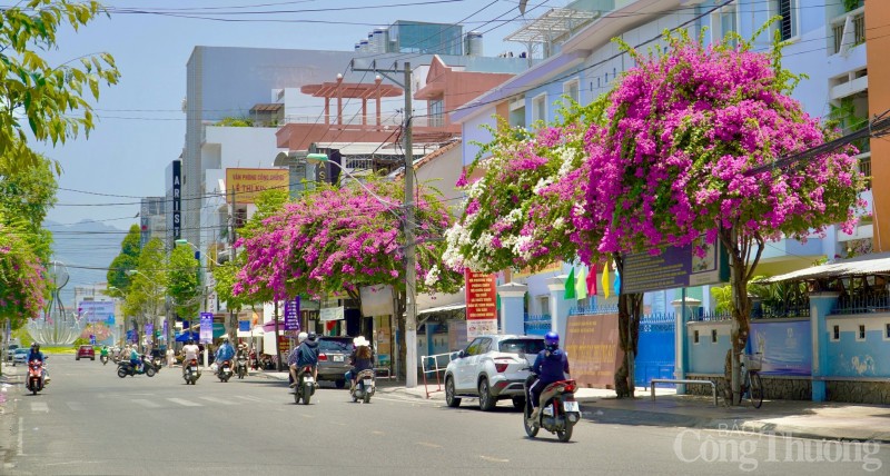 Ngắm hoa giấy nở rực rỡ khắp các nẻo đường thành phố biển Nha Trang