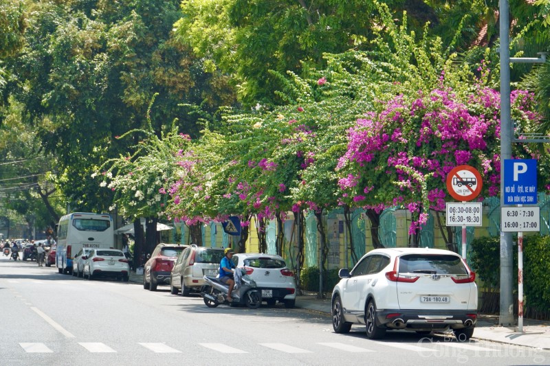 Ngắm hoa giấy nở rực rỡ khắp các nẻo đường thành phố biển Nha Trang