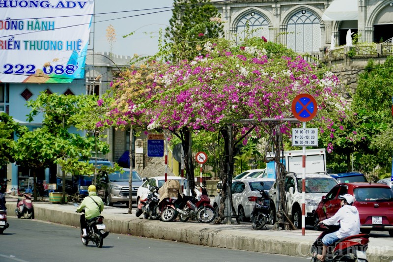 Ngắm hoa giấy nở rực rỡ khắp các nẻo đường thành phố biển Nha Trang