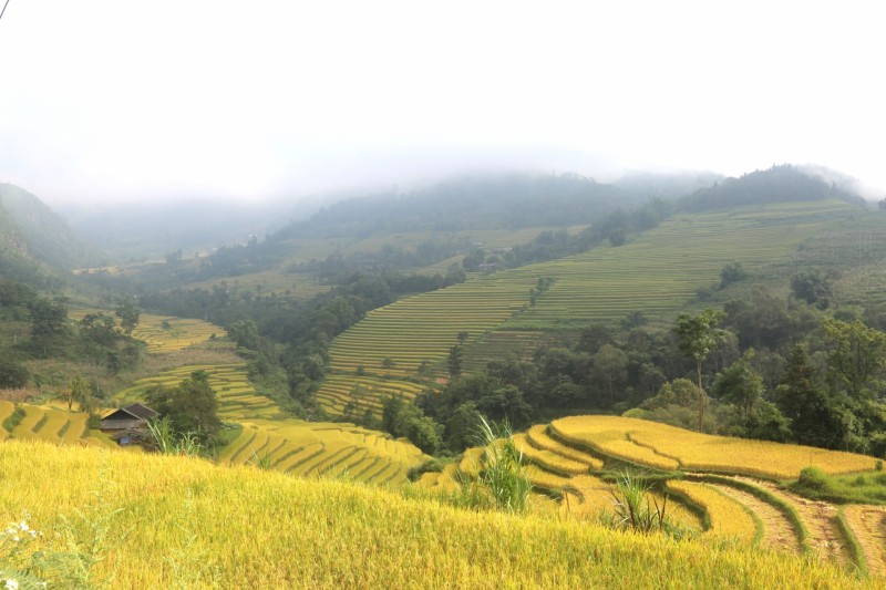 Xín Mần - Hà Giang: Phát triển thương hiệu gạo tẻ Già Dui