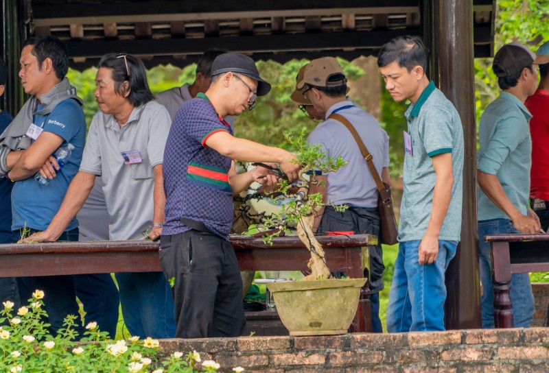 Thừa Thiên Huế: Gần 1.000 tác phẩm “Kỳ hoa dị thảo” ba miền hội tụ Thừa Thiên Huế: Ngắm gần 1.000 tác phẩm “Kỳ hoa dị thảo” ba miền hội tụ