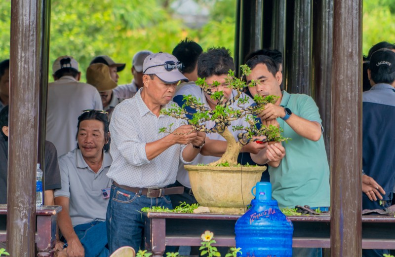 Thừa Thiên Huế: Gần 1.000 tác phẩm “Kỳ hoa dị thảo” ba miền hội tụ Thừa Thiên Huế: Ngắm gần 1.000 tác phẩm “Kỳ hoa dị thảo” ba miền hội tụ
