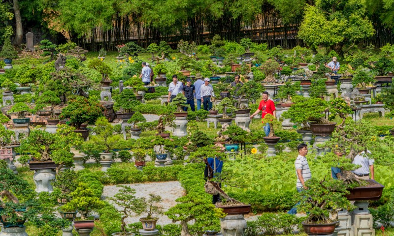 Thừa Thiên Huế: Gần 1.000 tác phẩm “Kỳ hoa dị thảo” ba miền hội tụ Thừa Thiên Huế: Ngắm gần 1.000 tác phẩm “Kỳ hoa dị thảo” ba miền hội tụ