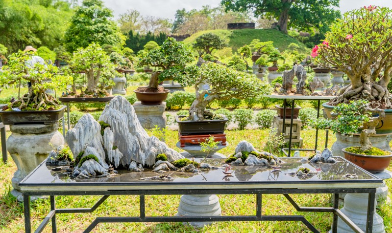 Thừa Thiên Huế: Gần 1.000 tác phẩm “Kỳ hoa dị thảo” ba miền hội tụ Thừa Thiên Huế: Ngắm gần 1.000 tác phẩm “Kỳ hoa dị thảo” ba miền hội tụ