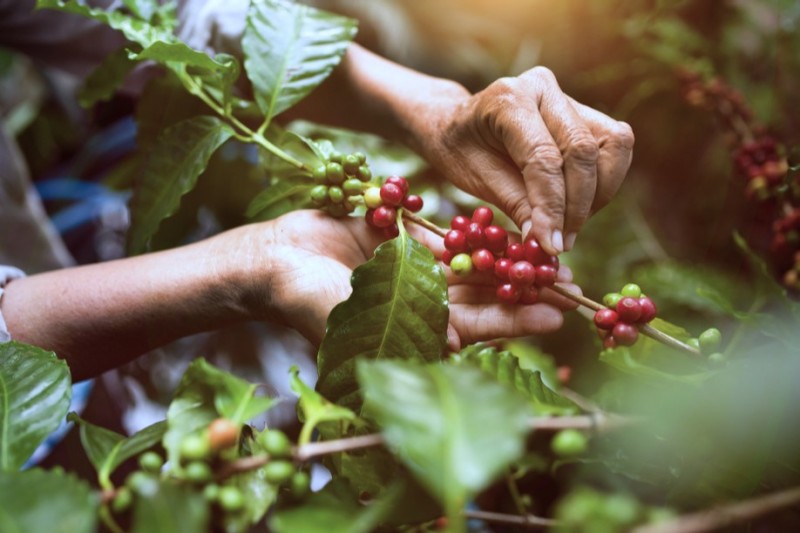 Tính chung 3 tháng đầu năm nay, Việt Nam tăng mạnh xuất khẩu cà phê Robusta sang thị trường Mỹ, nhưng giảm xuất khẩu cà phê Arabica và cà phê chế biến. 