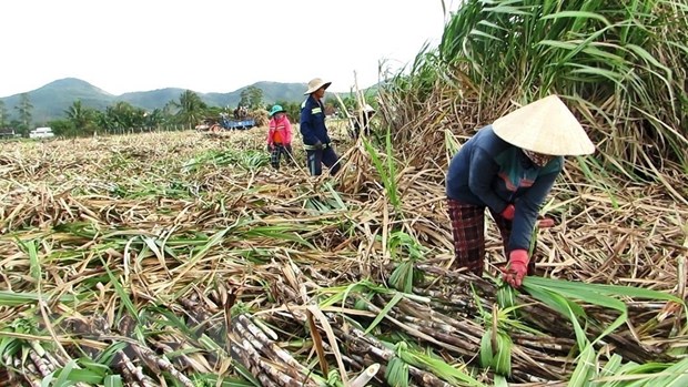 Doanh nghiep san xuat mia duong huong loi nho gia tang cao hinh anh 2