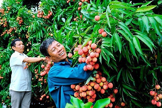 3 Bộ "vào cuộc" để quả vải Bắc Giang sắp được chiếu xạ tại phía Bắc