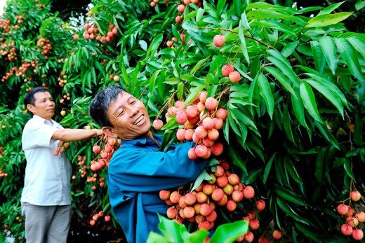 Hải Dương: Đẩy mạnh xúc tiến thương mại, mở rộng thị trường xuất khẩu nông sản