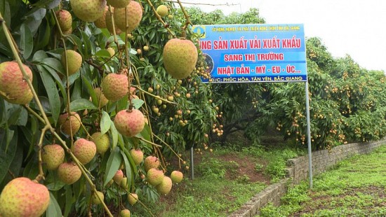 bac giang to chuc xuc tien tieu thu vai thieu som nam 2023