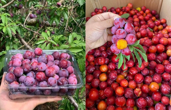 “Mận cherry Sơn La” xuống phố, giá rẻ siêu đắt khách