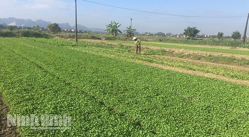 HTX nông nghiệp Vân Trà