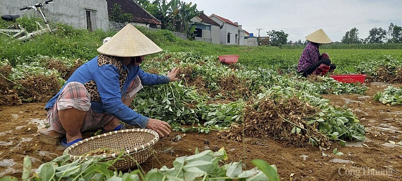 Nghệ An: Lạc được mùa, được giá