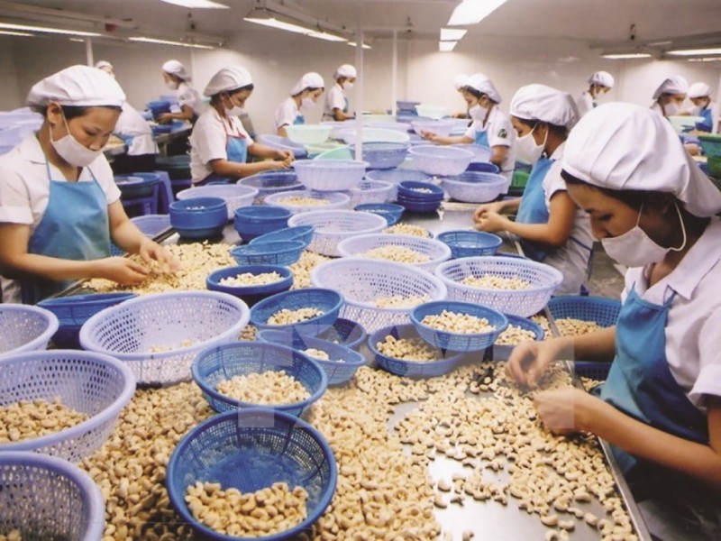 Bình Phước: Hình thành vùng chuyên canh cây điều