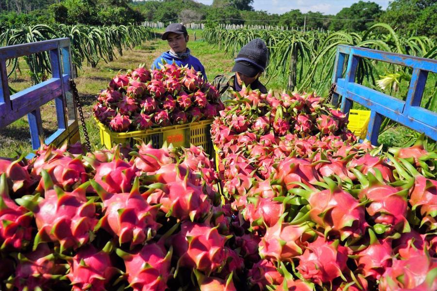 Thu hoạch Thanh Long phục vụ xuất khẩu tại tỉnh Ninh Thuận. Ảnh minh họa