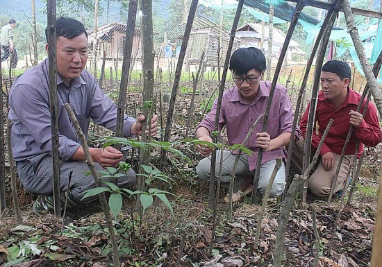lai chau ky vong giam ngheo ben vung bang cay sam