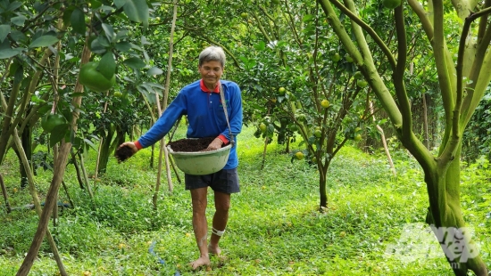 Sử dụng phân bón khoa học để hồi sinh ‘vương quốc quýt hồng’