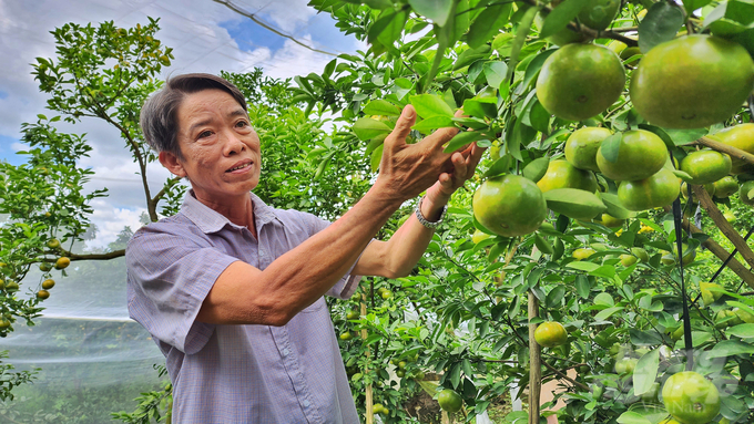 Chất lượng và quy trình sử dụng phân bón khoa học là yếu tố rất quan trọng giúp cây quýt hồng phát triển bền vững, cho năng suất, chất lượng cao. Ảnh: Kim Anh.