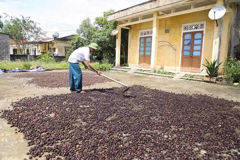 Quảng Trị: Tạo sinh kế bền vững cho đồng bào vùng cao từ cây trẩu