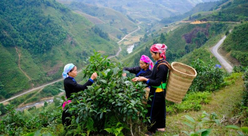 Chè Bản Liền (Lào Cai) tìm được chỗ đứng ở Mỹ và châu Âu