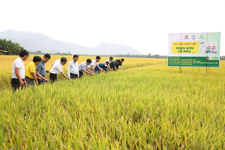 Phân bón công nghệ nâng hiệu quả mùa lúa An Giang